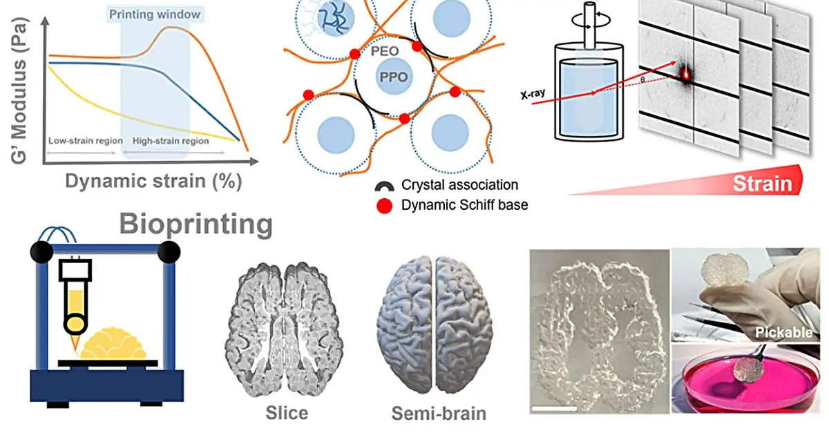 Smart bioink shields delicate neural cells during precision 3D printing