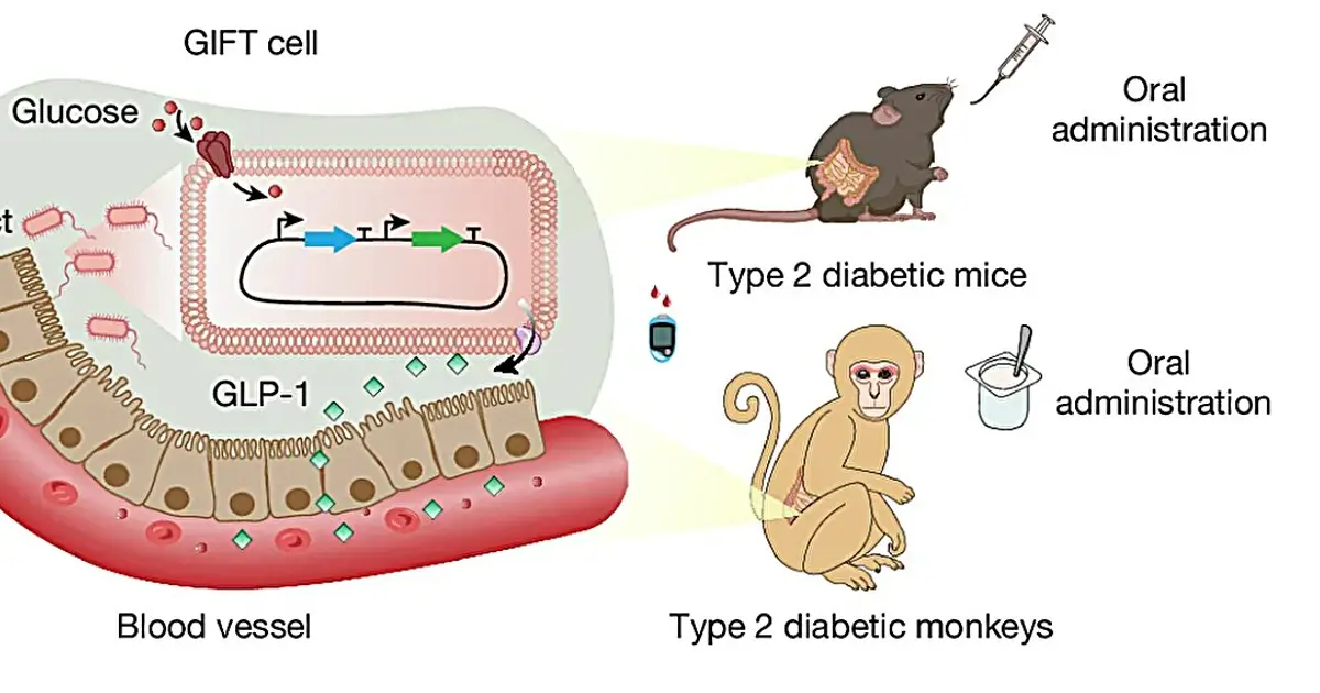Smart probiotics can sense high blood sugar and release GLP-1 on demand