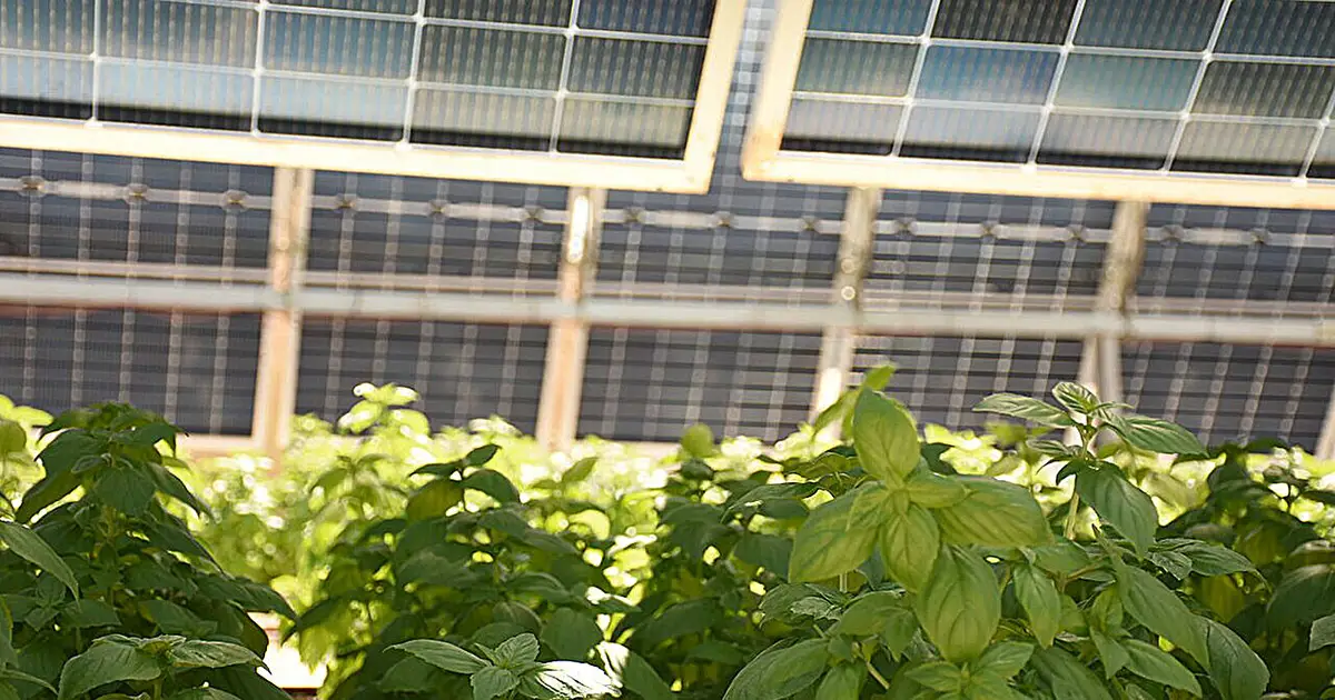 Solar panels can cool crops—and workers