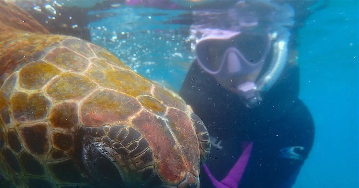 Some Galápagos 'yellow' sea turtles remain homebodies, surprising scientists