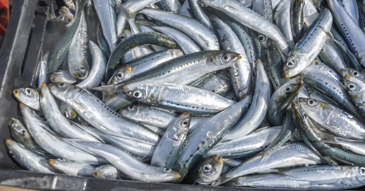 Deadly virus stalks South Africa's sardines