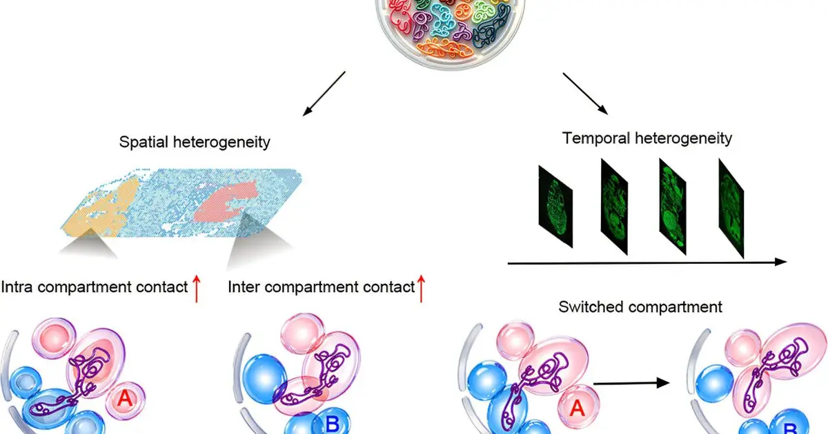 Spatial genomics tool maps long-range DNA interactions while preserving cells' locations within tissues