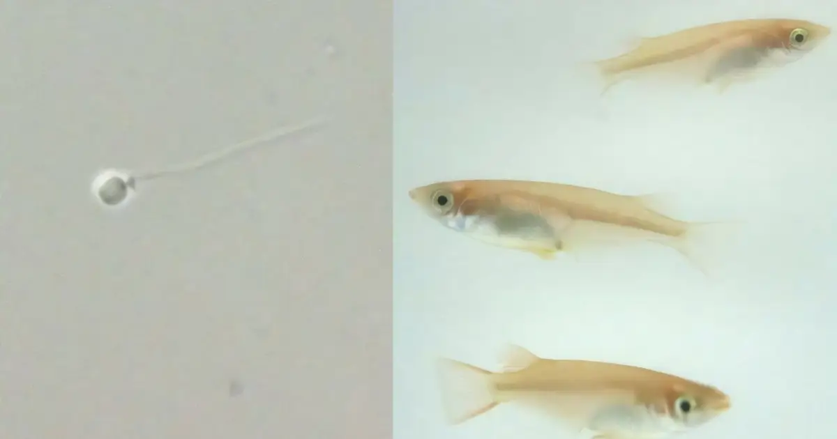 Medaka males can mate 27 times daily, but sperm performance drops fast