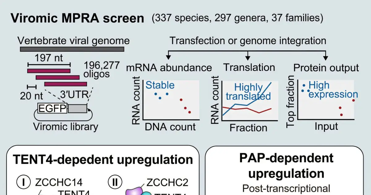Stable RNA elements open new possibilities for mRNA therapeutics