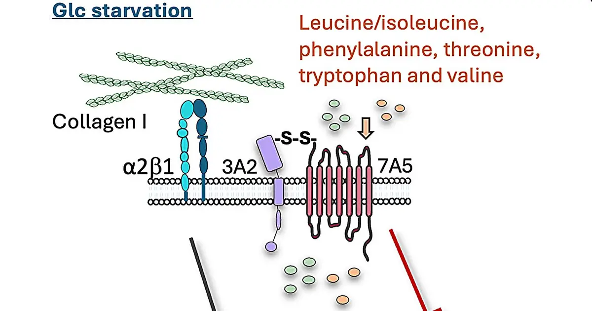 Collagen scaffolding helps cancer cells survive inside nutrient-starved tumors