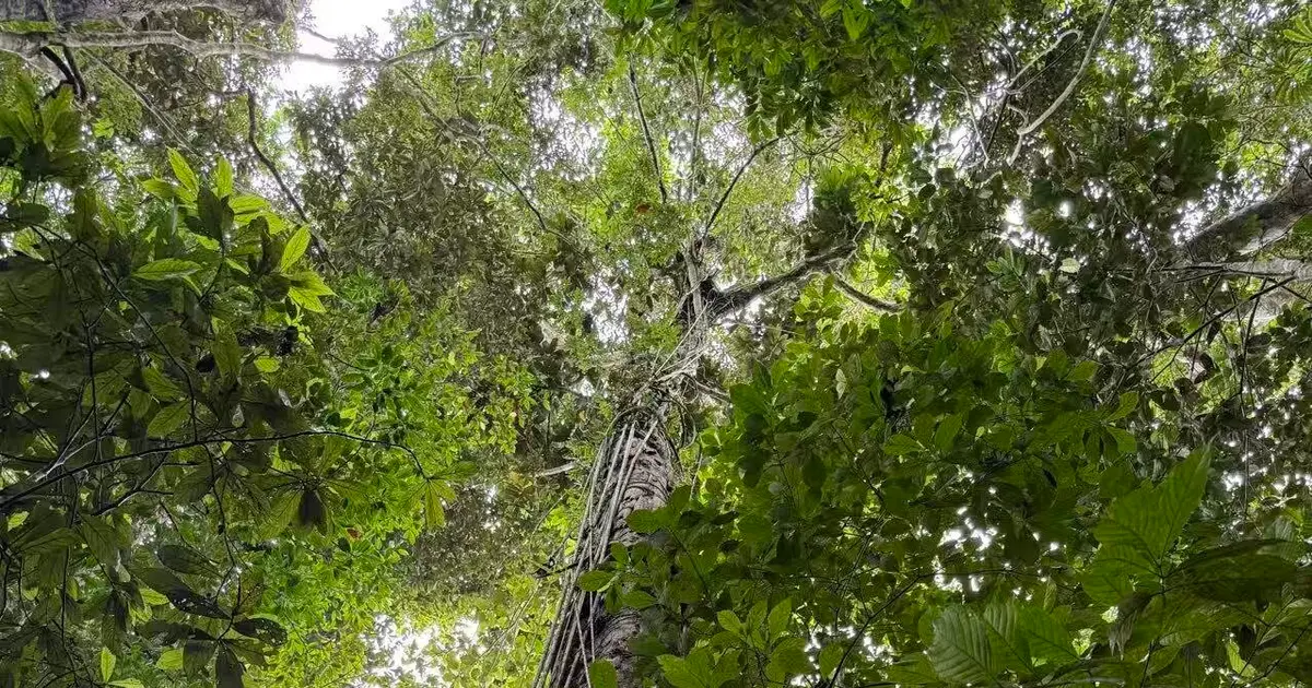 Amazon's carbon clock is speeding up, and violent storms may be only part of why