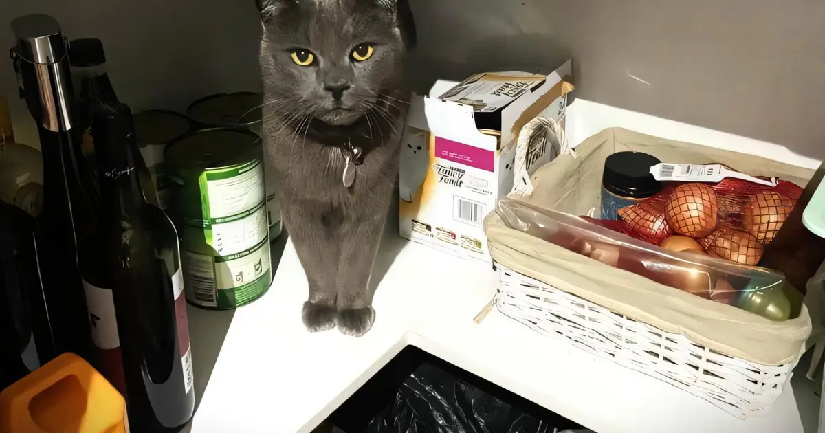 Study finds lower rates of overweight among vegan-fed cats