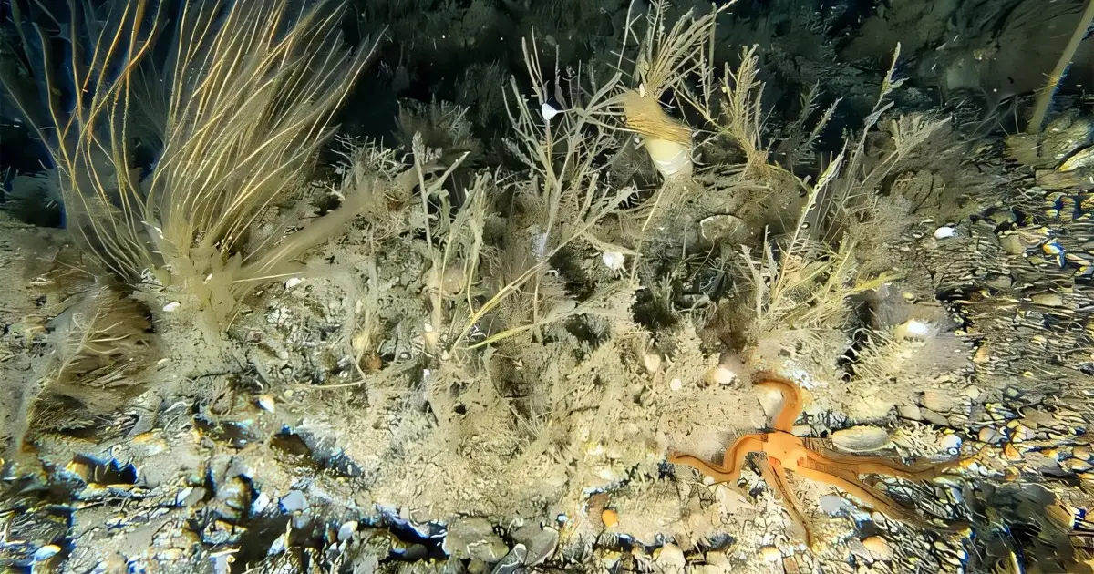 Seabed surveys around the Isles of Scilly find more than 90 species across habitats poorly captured by classifications