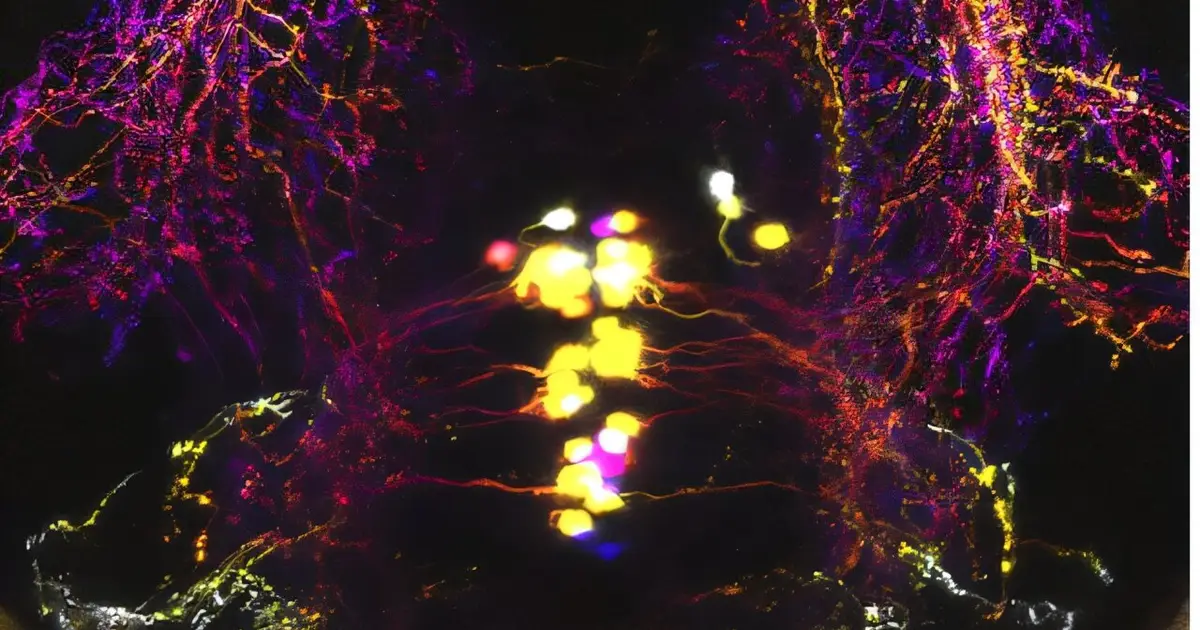 Study suggests a shared logic of sensory processing across vertebrate brains