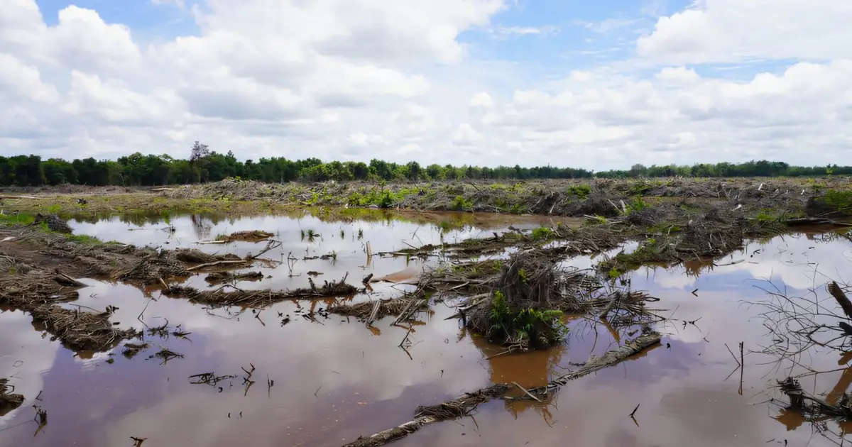 Study reveals peatlands may have less capacity to store carbon than predicted