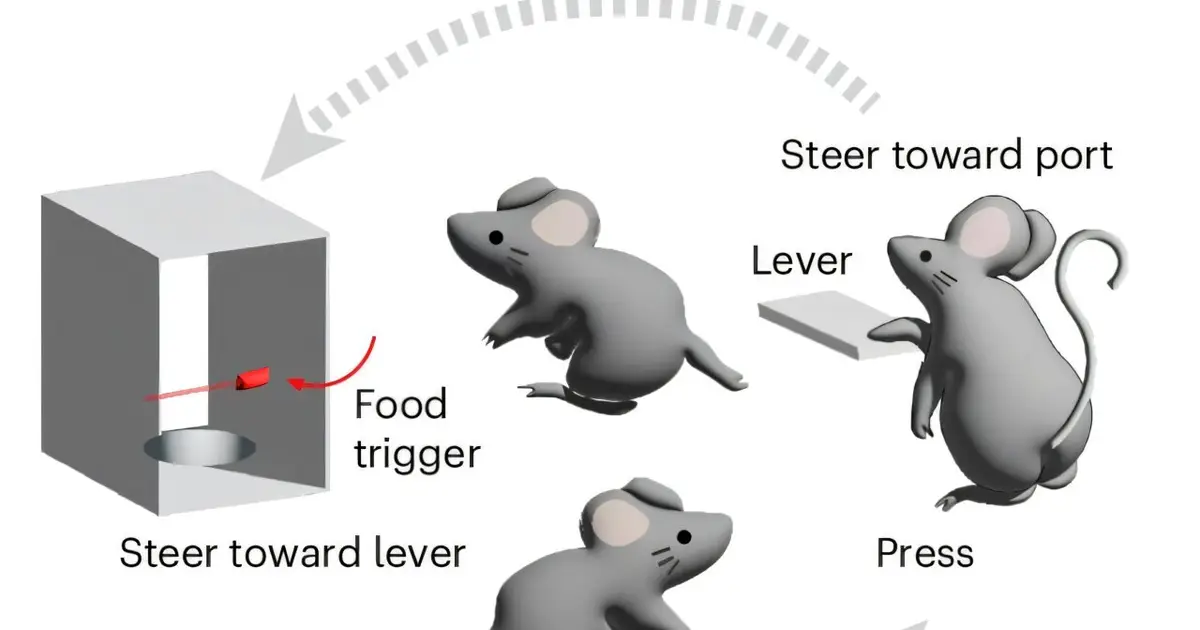 Neural pathways reveal a push-pull system for coordinating goal-directed behavior in mice