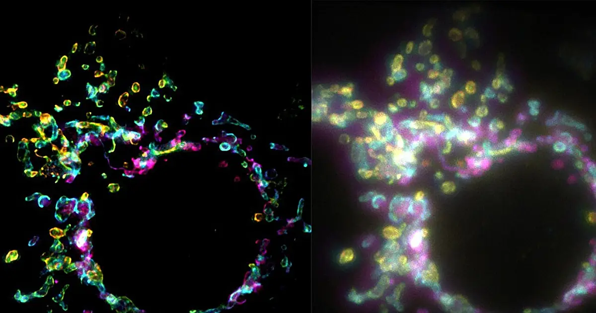 Super-resolution imaging reveals details inside living cells