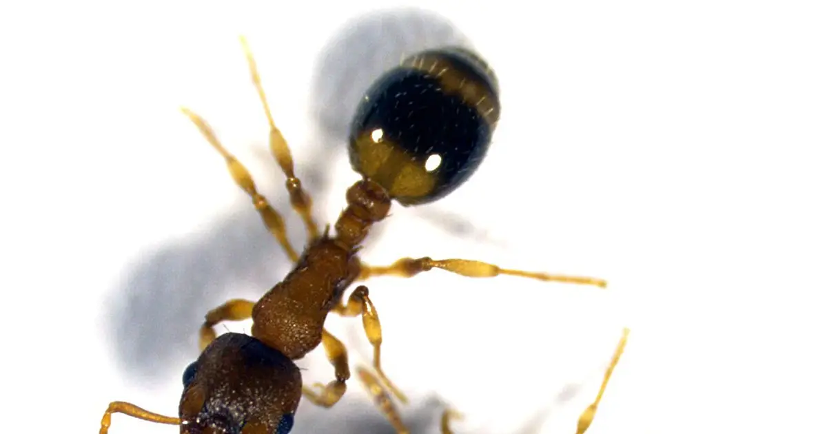 Tapeworm hijacks worker ants, giving them queen-like metabolism and longer lives