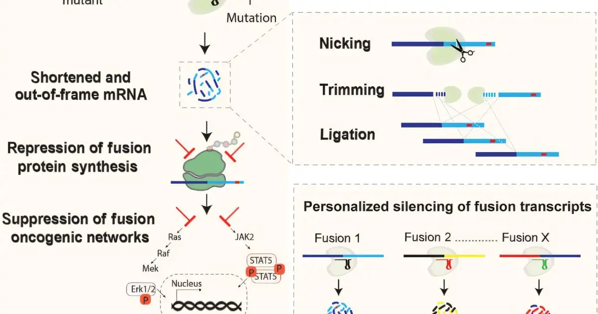 New CRISPR approach targets gene fusions found in 1 in 5 cancers