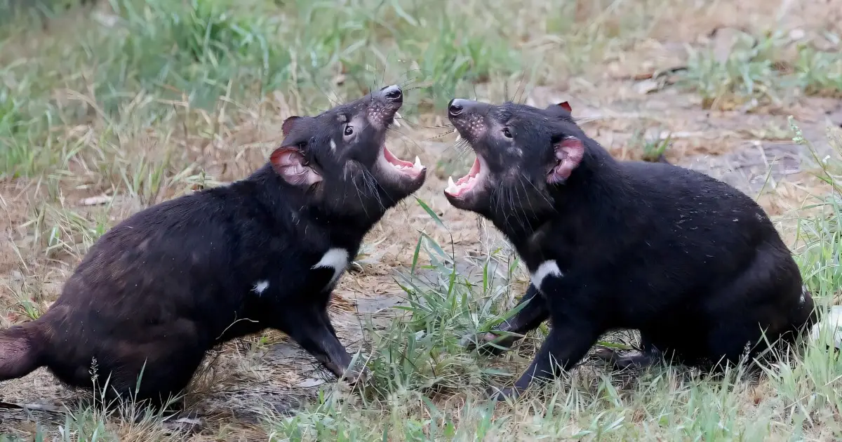 'Unstable' Tasmanian devil found after 15 days on the run