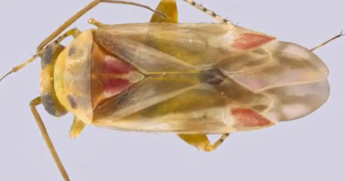 New insect genus and four species named for Taylor Swift and her albums