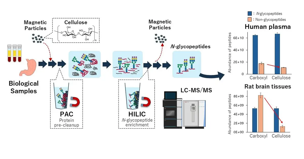Magnetic beads streamline large-scale analysis of disease-linked glycopeptides