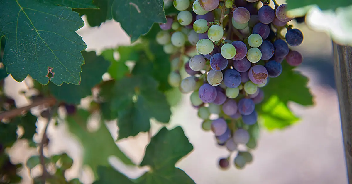 Texas wine grapes launch to space for research mission