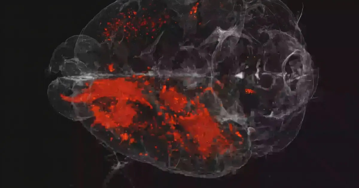 The body has an early warning system that helps the brain prepare for a viral attack