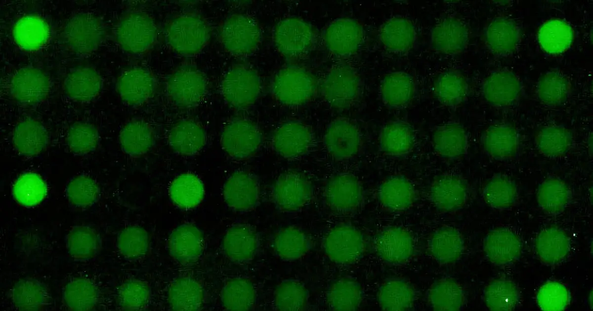 DNA repair enzymes favor specific sequences, shaping mutation patterns in the human genome