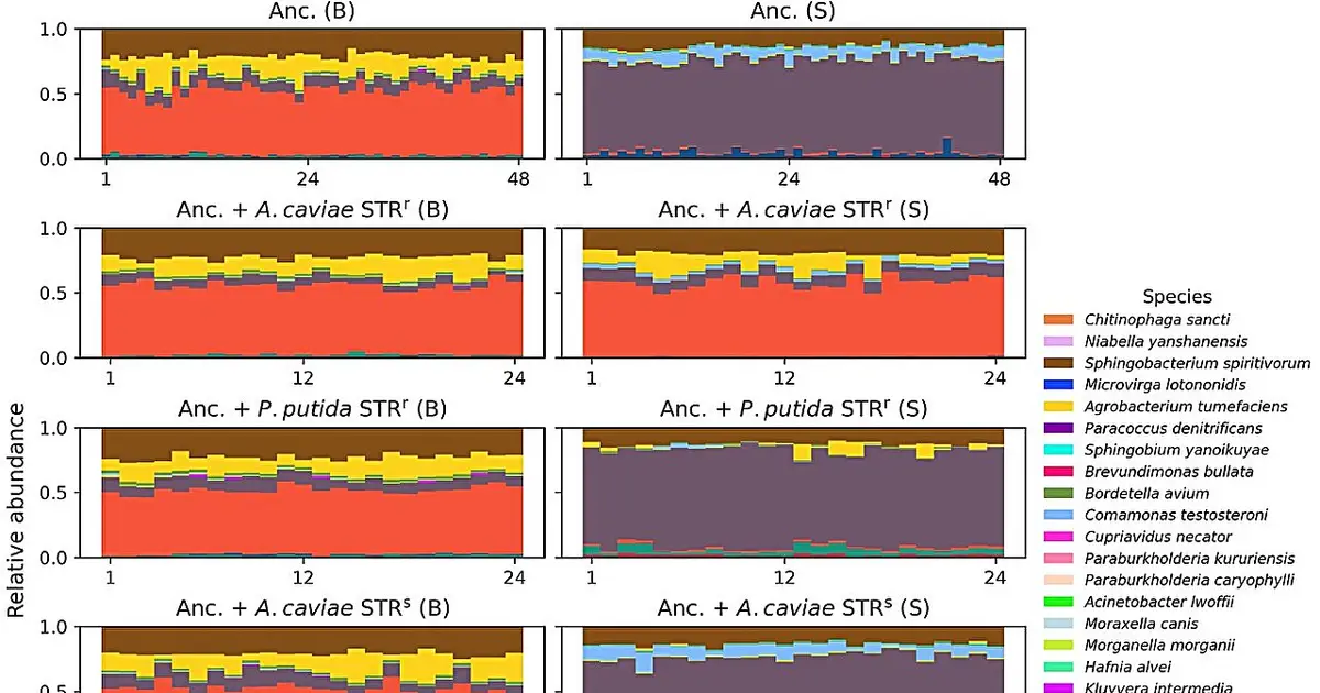 How a single mutation rewired a 23-species bacterial community over four years