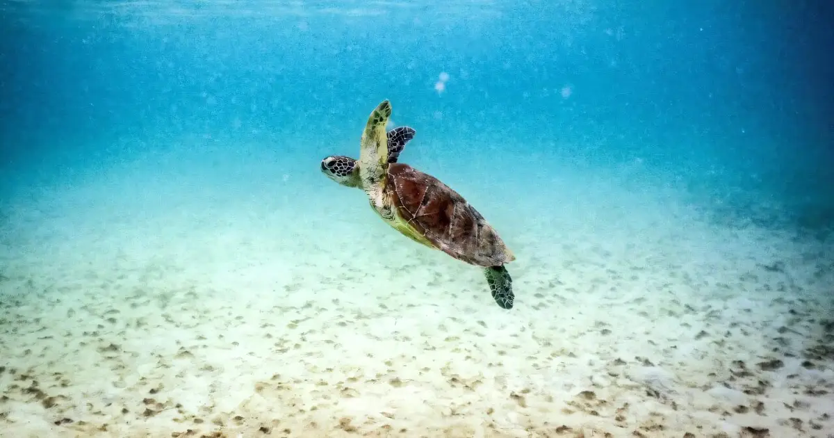 Great Barrier Reef at risk of 'collapse', scientists warn