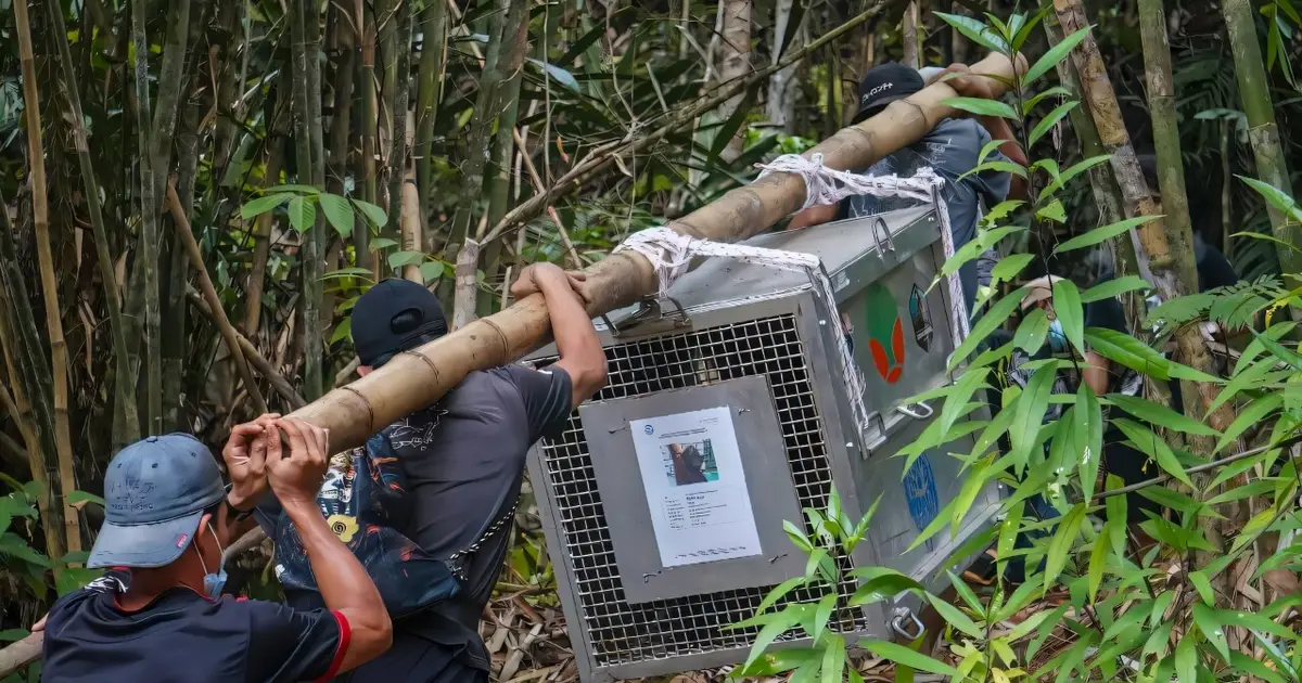 New home for orangutans rescued from Indonesia's burning forests