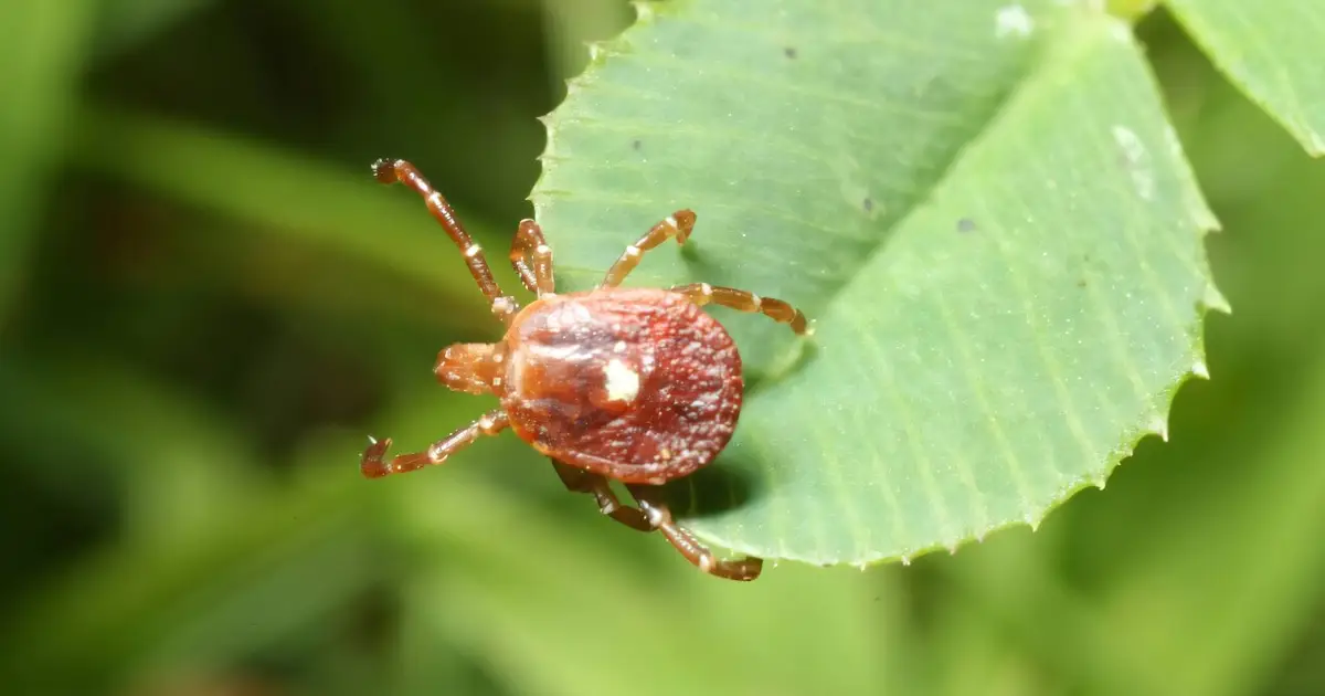 The lone star tick is bringing another infection concern, the Bourbon virus