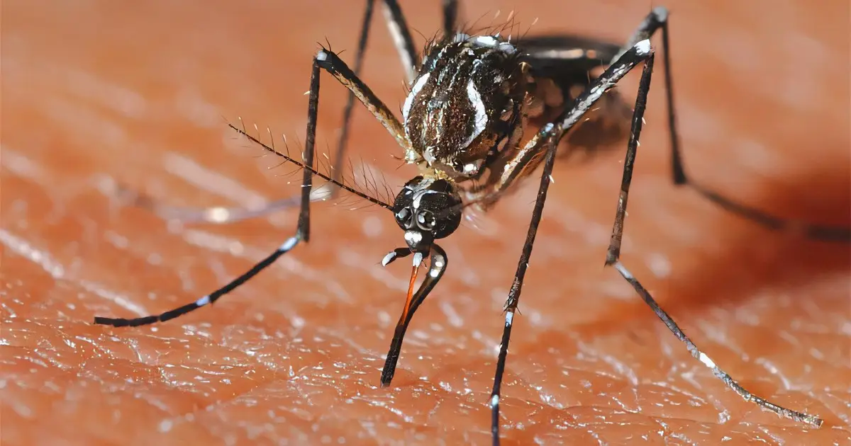 The mosquito's transition from vegan to bloodsucker explained