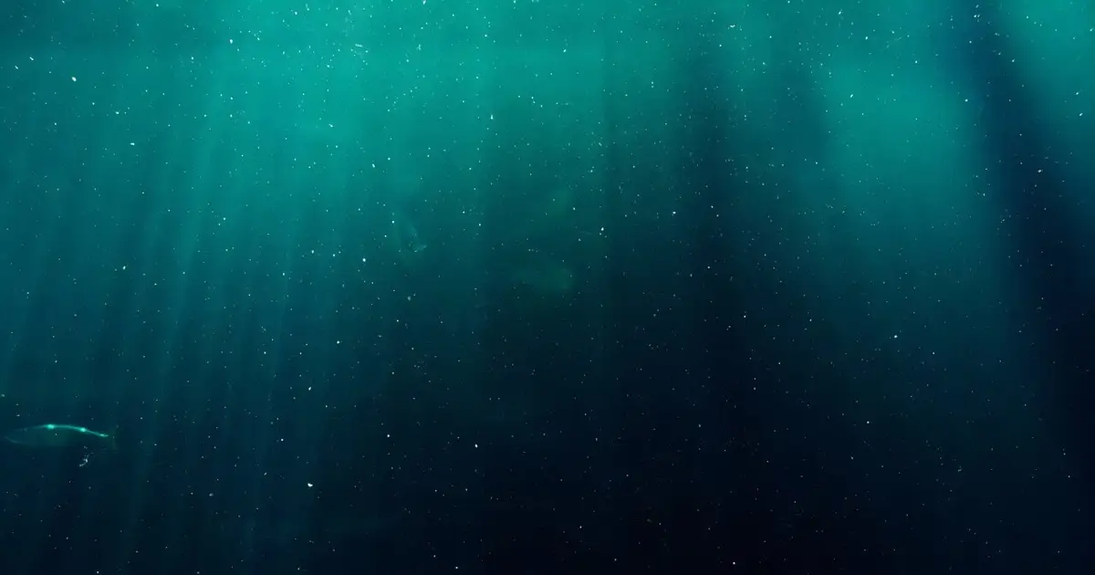 The ocean's most abundant 'loner' microbe has a sticky second life