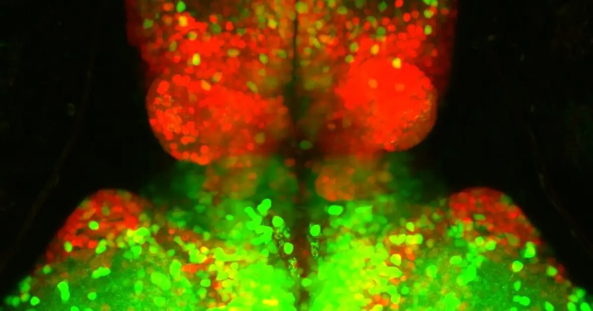 Zebrafish brains reveal alternate route for senses to the forebrain shared with mammals