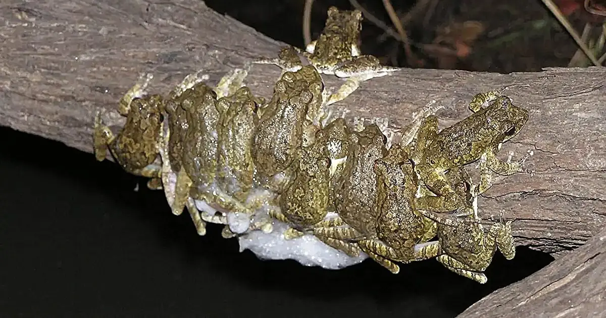 The perks of polyandry: Mating with multiple males leads to home improvement for African tree frogs