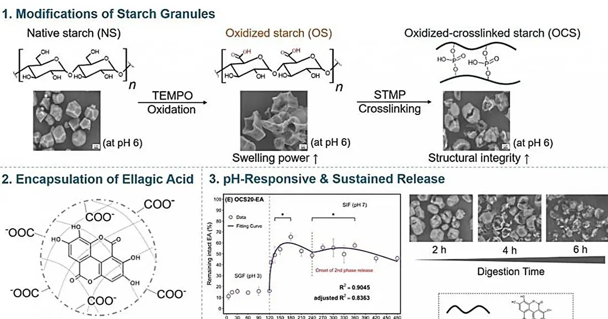 Modified starch packages release antioxidant ellagic acid in the small intestine