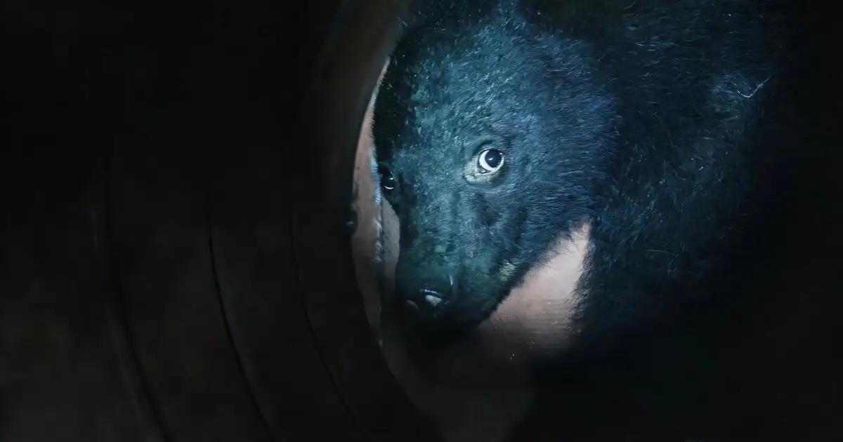 In Japan's mountains, a different way to manage bears