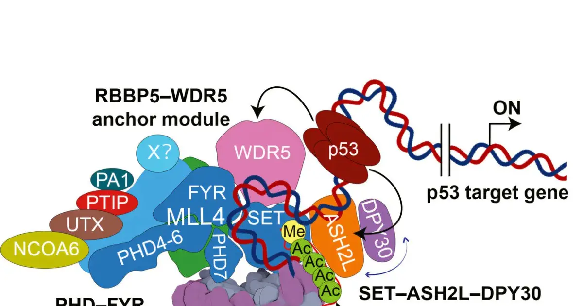This unusual epigenetic modifier promotes certain cancers but suppresses others