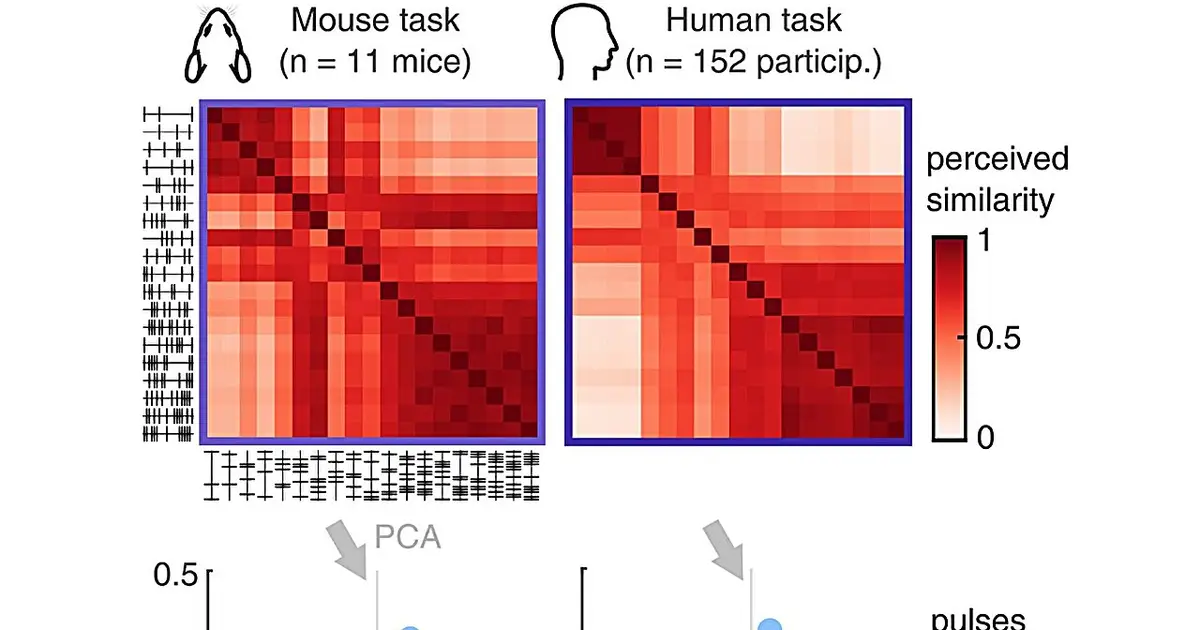 The same sounds are mapped similarly in the human and mouse brain, study finds