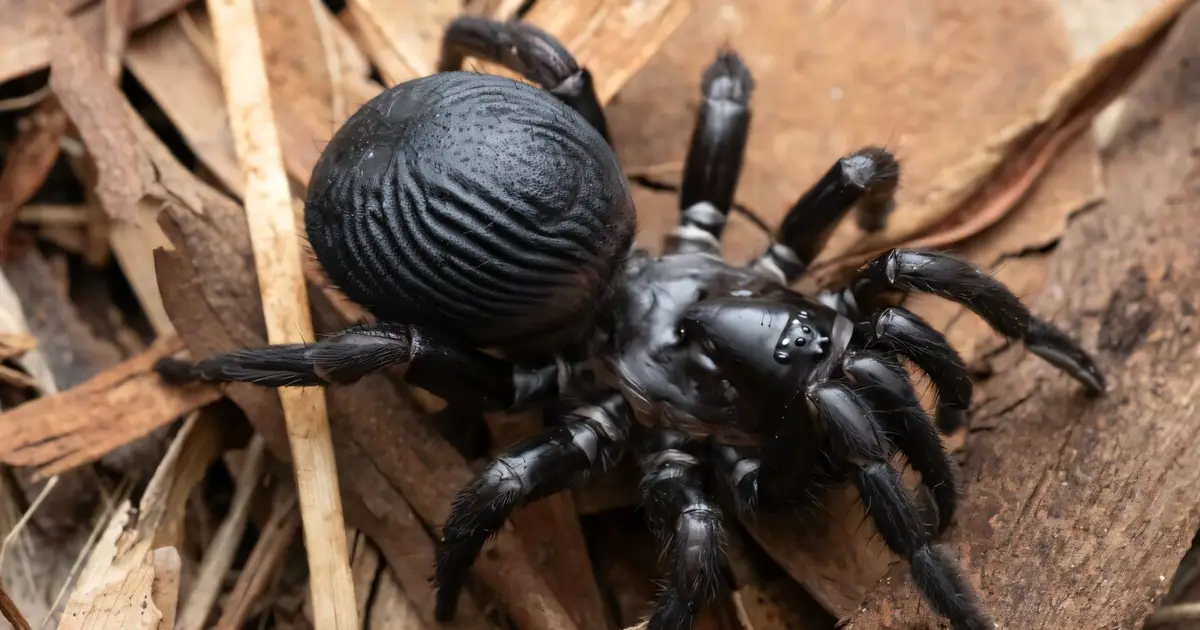 The trapdoor spiders giving a leg up to science