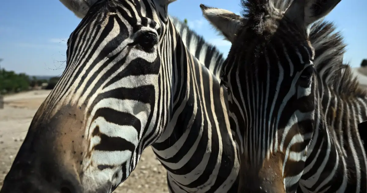 Spain safari park animals grazed calmly amid 'terror' of fire