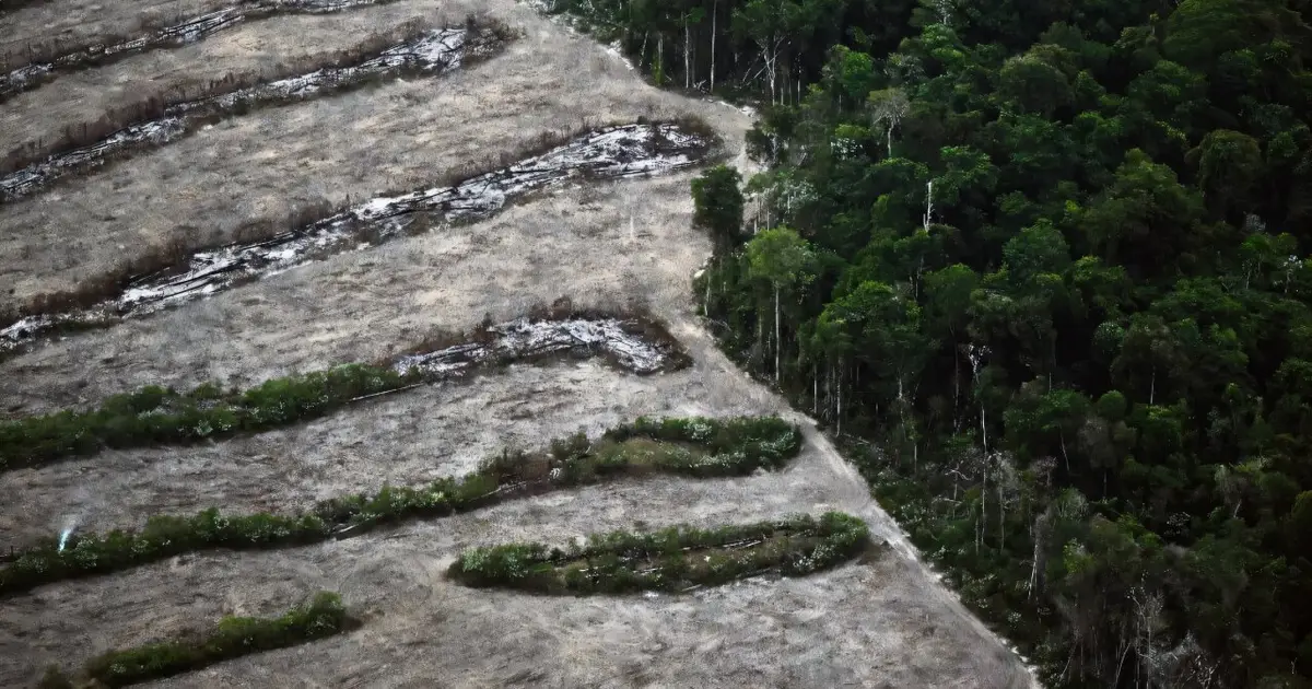 Amazon soy pact collapse could add 1.4 million hectares of deforestation by 2036