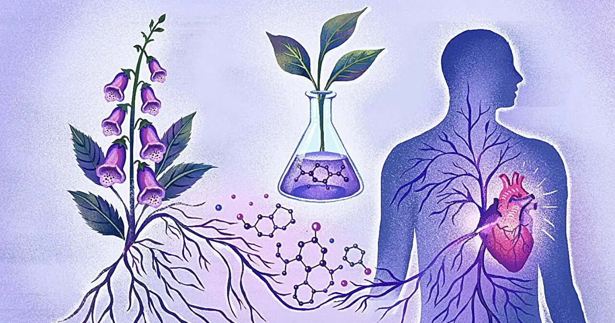 This flower's toxic traits hold clues for safer drugs