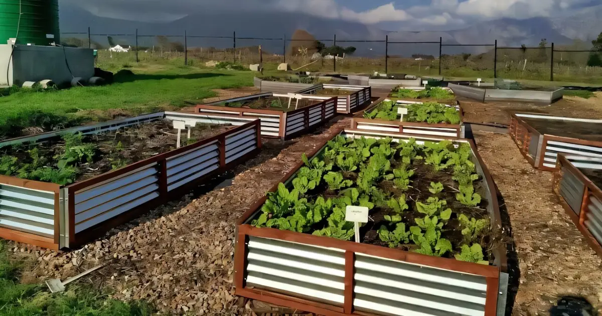 This South African river has a bacteria count off the charts: A natural filter is cleaning it for watering food gardens
