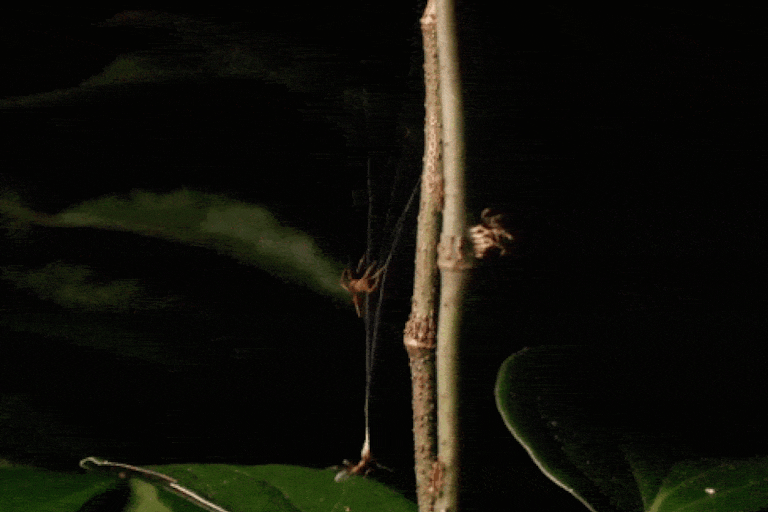 This tiny Australian spider uses a high‑powered web catapult to trap and eat aggressive ants