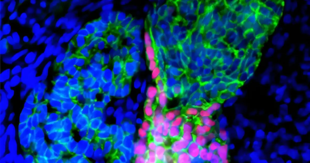 Thyroid's two hormone-producing cell types develop separately before merging, study finds