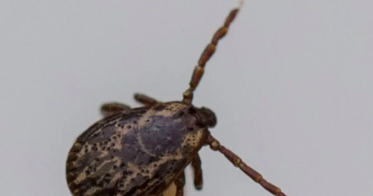 Ticks that survive pesticides can withstand colder winters