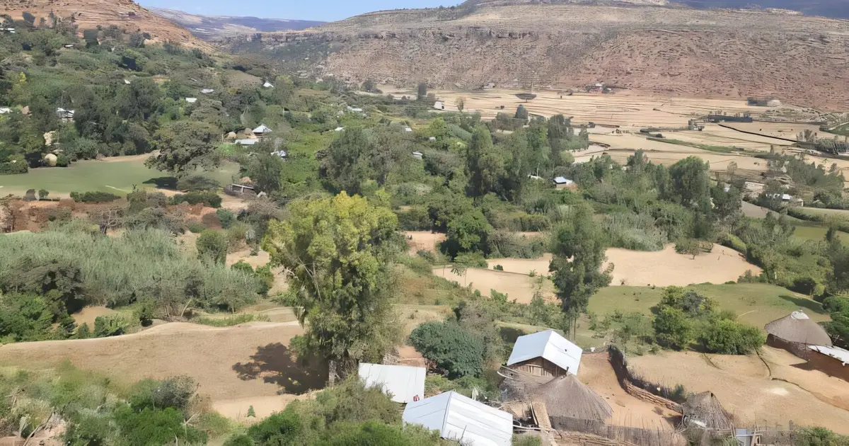 Tigray's old grapevines have survived against the odds: New research uncovers their genetic and historic value