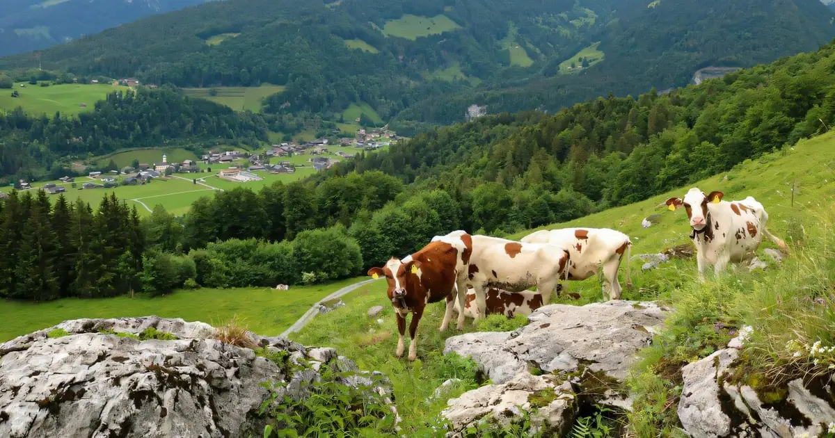 Traditional farming supports food, nature and cultural identity