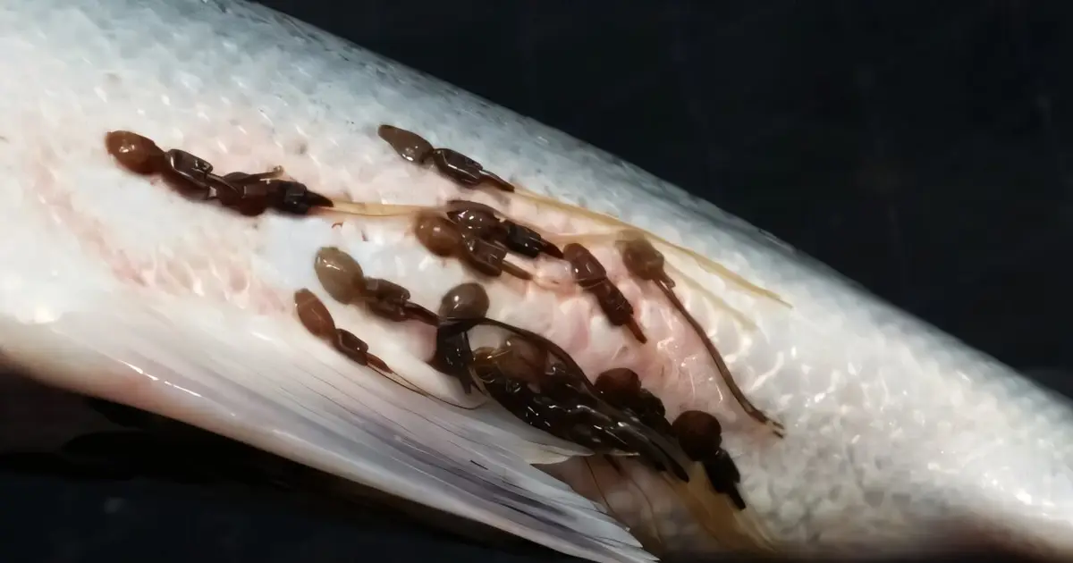Trained AI outperforms biologists at spotting salmon lice