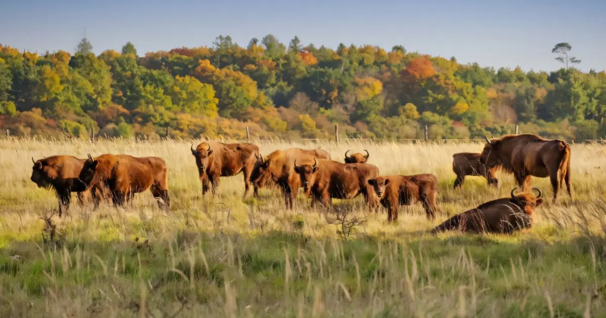 Trophic rewilding by large herbivores supports insect diversity, scientists find