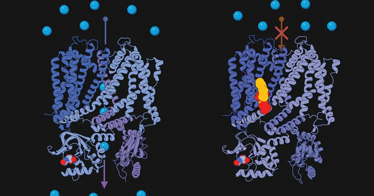 How a membrane lipid tunes the eye's response to light