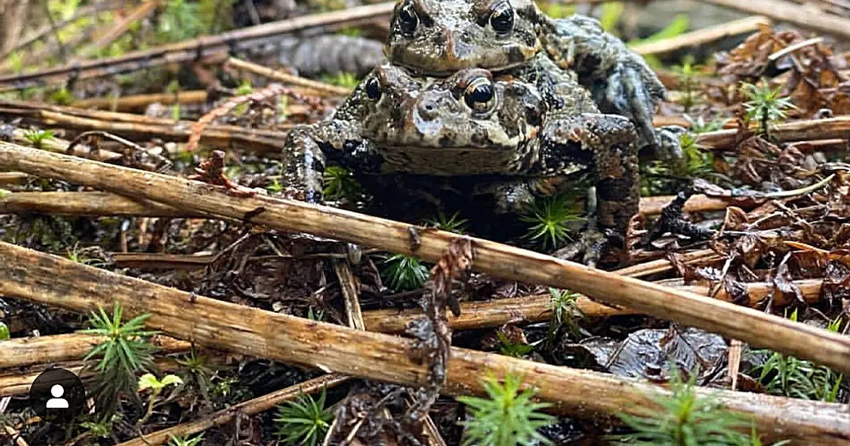 Survival of five million amphibians and reptiles displaced by construction in British Columbia may not be tracked